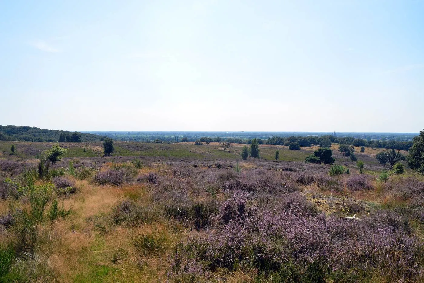 Bloeiende heide op de Mookerheide